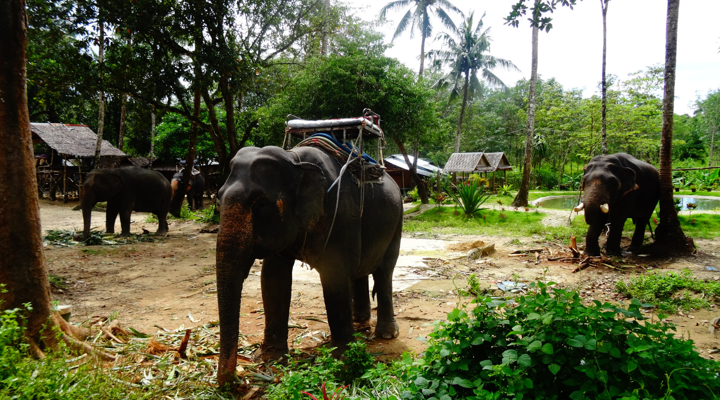 Living Land Elephant Village E2